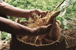 Ginseng ve Enerji Artışı Faydaları ve Kullanımı
