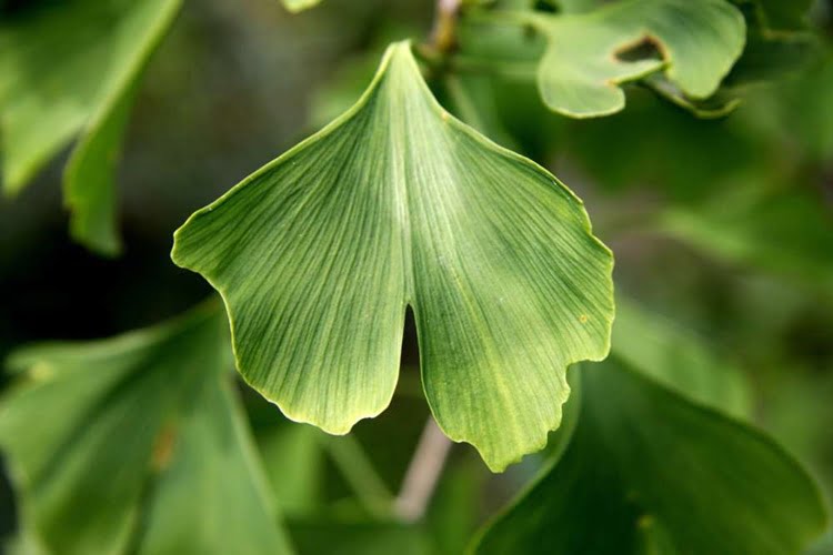 Ginkgo Biloba ve Beyin Performansı